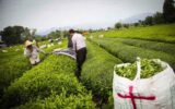 رشد ۶ درصدی خرید برگ سبز چای درجه یک از چایکاران