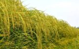 تامین آب برنج گیلان بحرانی شد