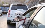 حمل سگ در خودرو چقدر جریمه دارد؟/ پلیس: این جریمه‌ها بازدارنده نیست