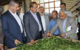 بازدید رییس کمیسیون کشاورزی مجلس و معاون وزیر جهاد کشاورزی از باغات چای لاهیجان